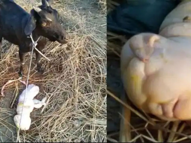 معزة تنجب رضيعًا بوجه إنسان وتثير صدمة